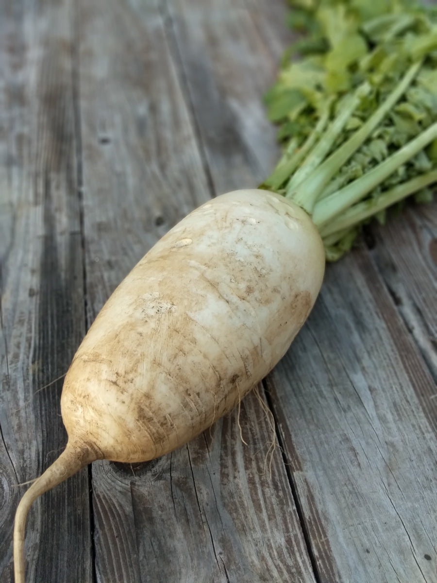 gensukedaikon2_1200x1200.jpg?v