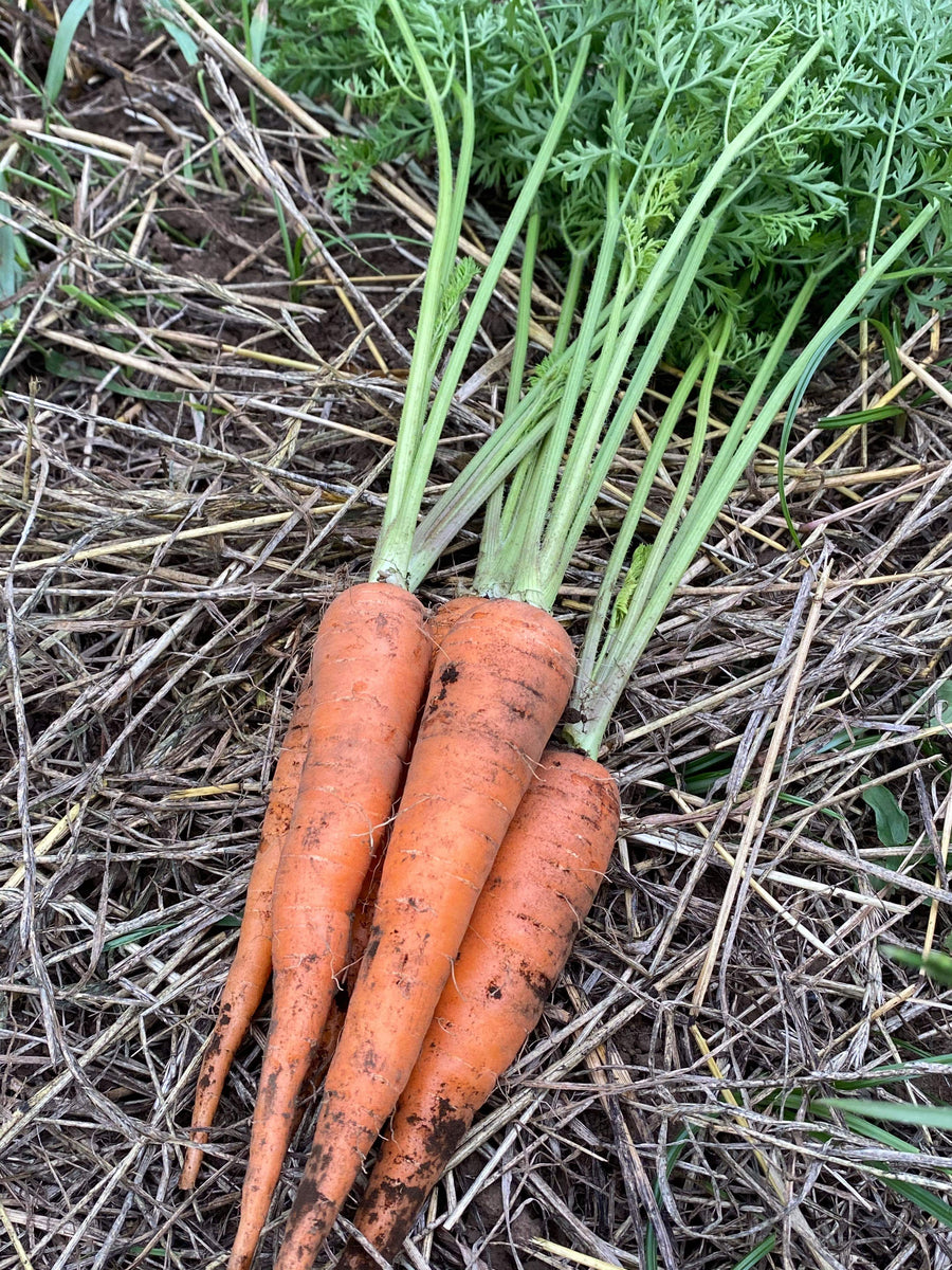 Carrots (tops included) – Kasamatsu Farms