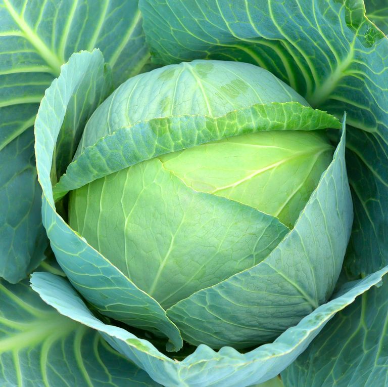 Cabbage (whole)
