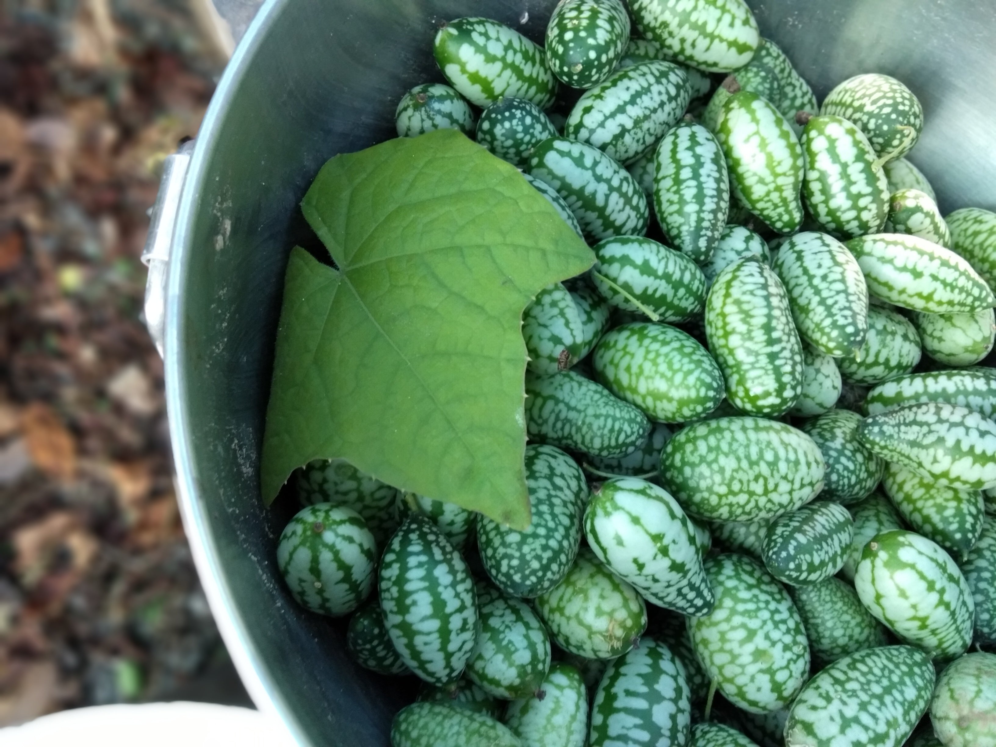 Cucamelons (Mexican sour gherkins)