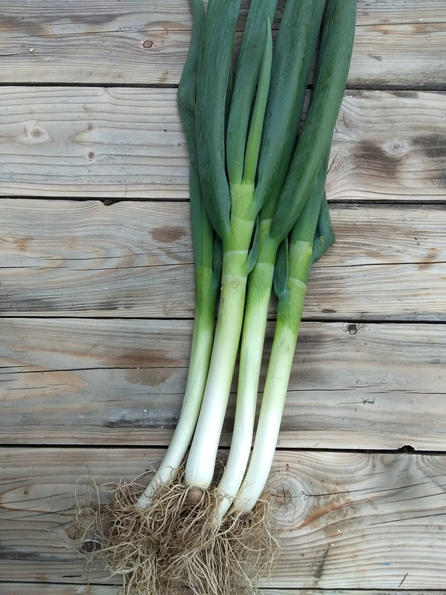 Japanese Leeks (naganegi) – Kasamatsu Farms