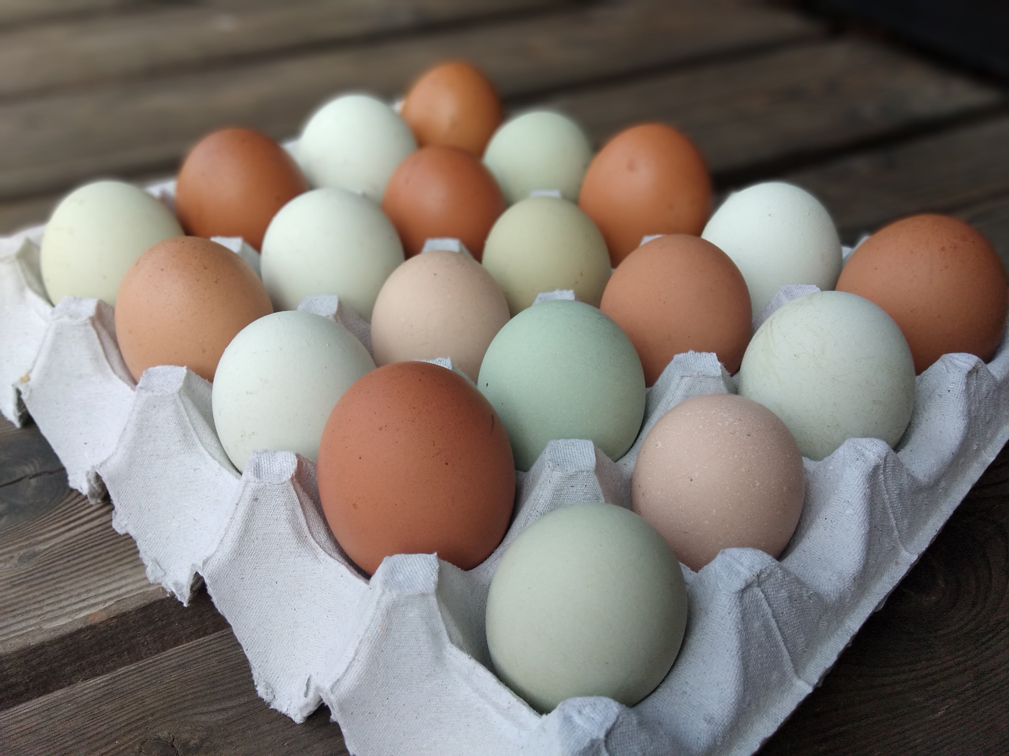 20 fresh farm eggs (includes shipping)