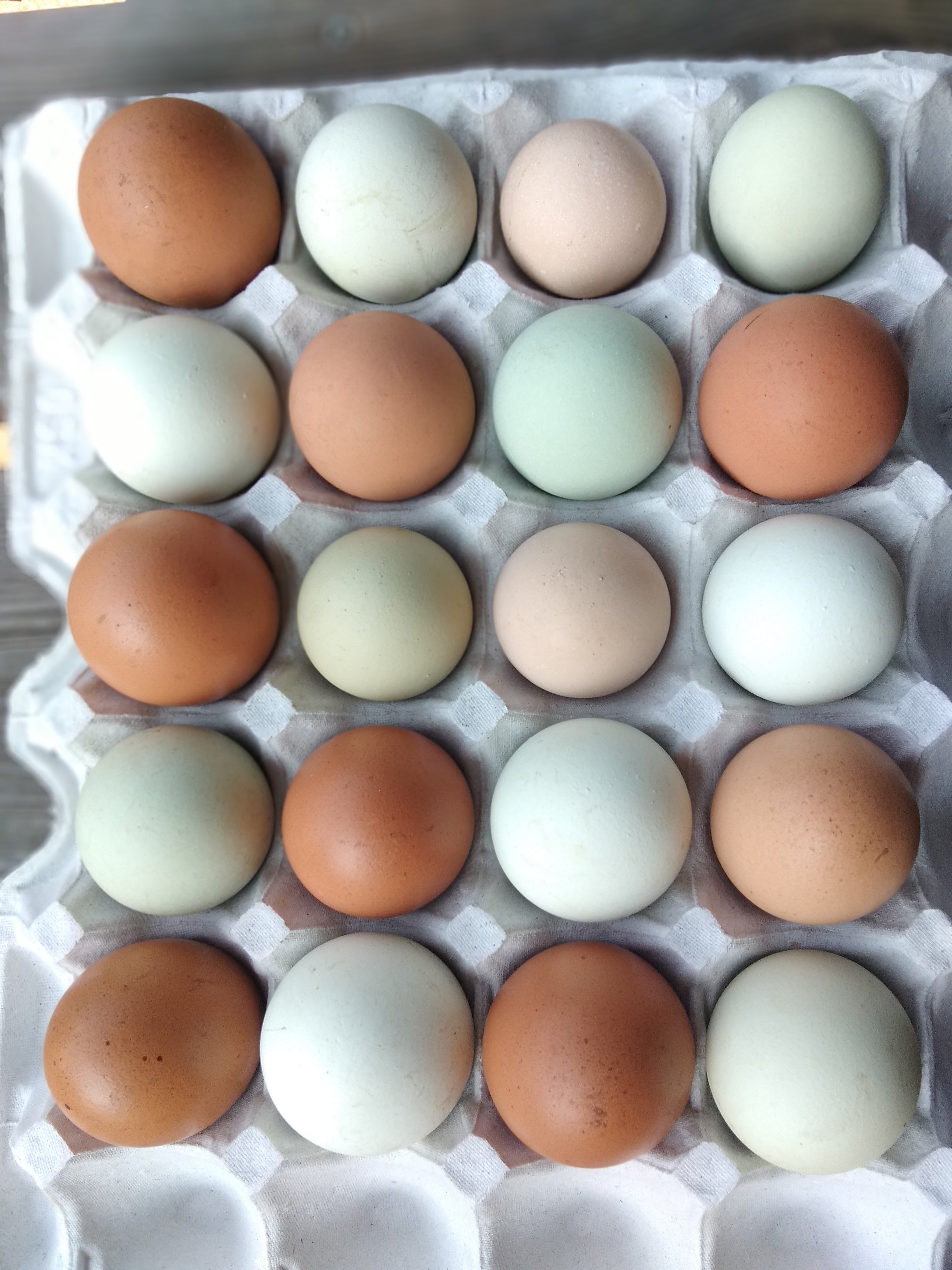 20 fresh farm eggs (includes shipping)