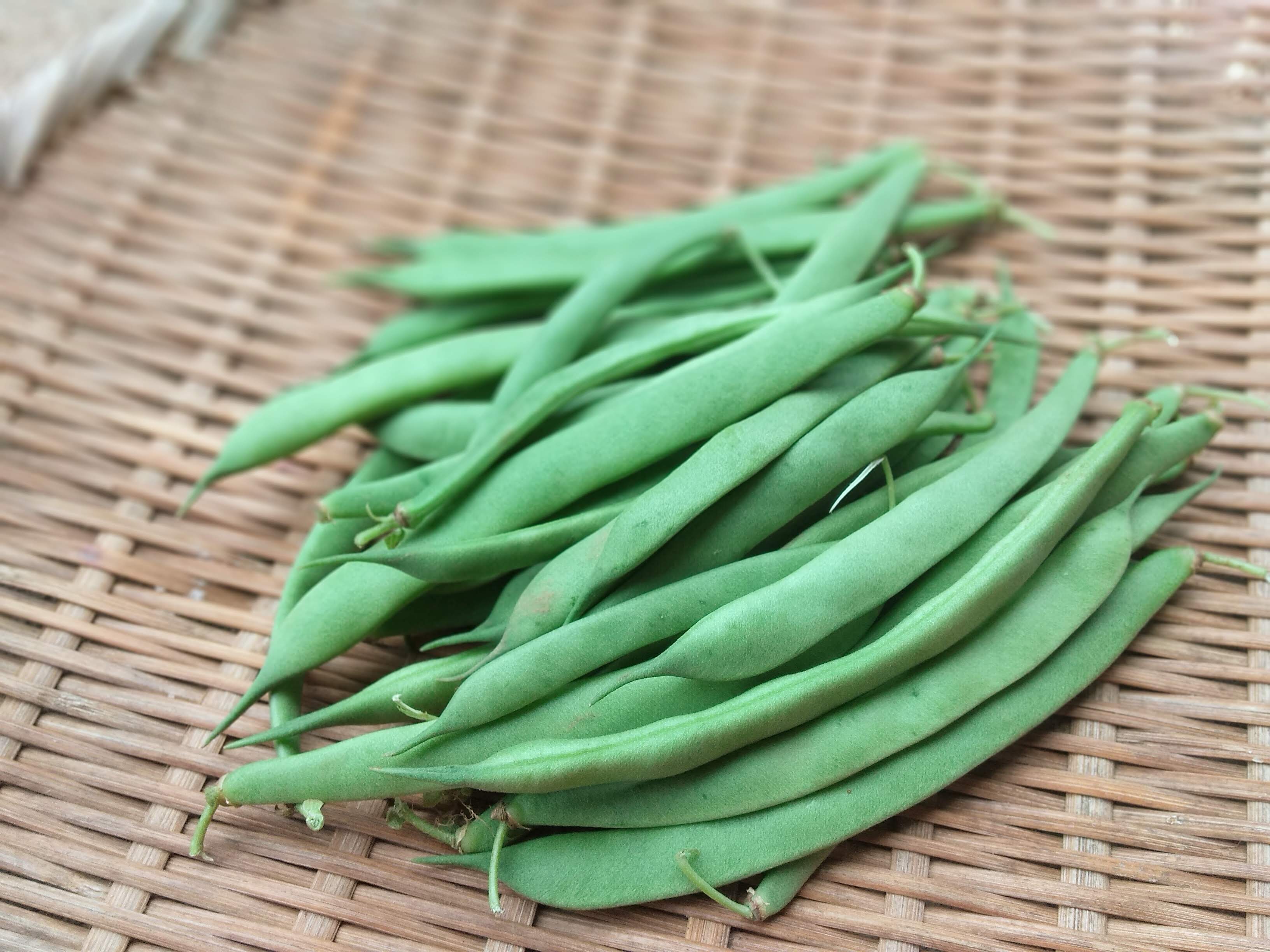 Lingot Suisse (blanc) -specialty green bean