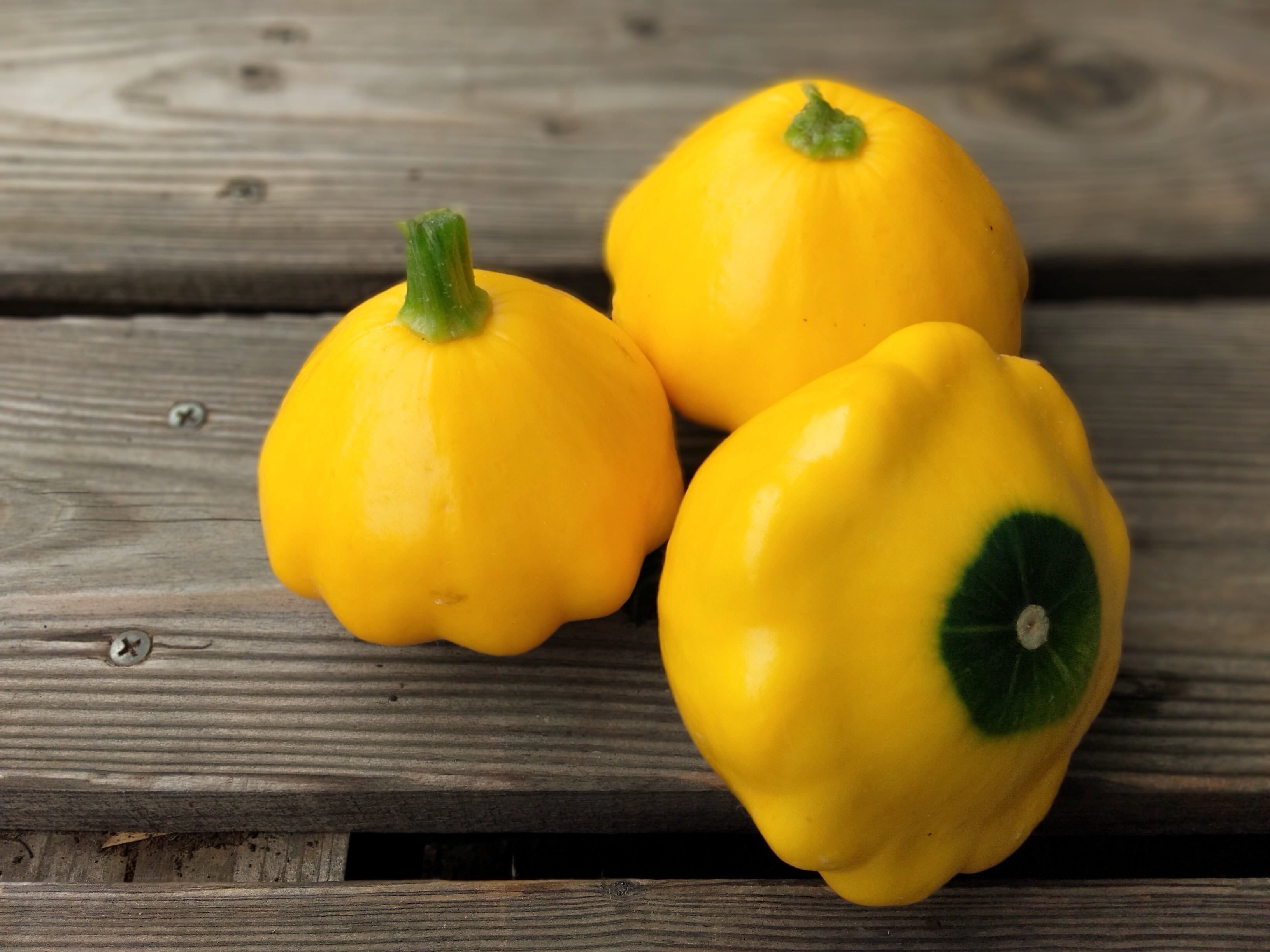 Yellow (and sometimes green) Pattypan Squash (zucchini family), 3 pieces