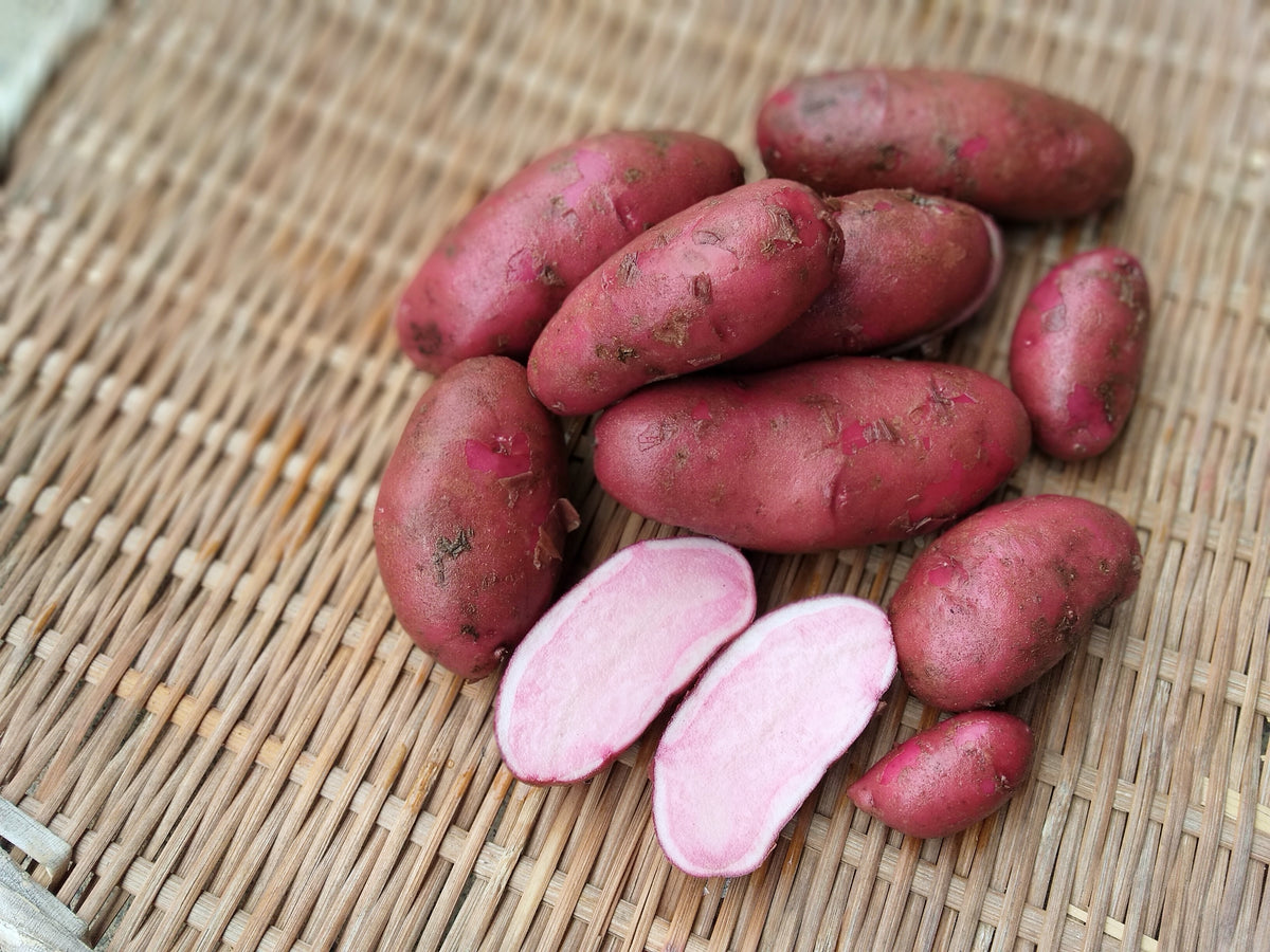 Rubygem Potatoes Northern Ruby potatoes- specialty potatoes (new potatoes) – Kasamatsu Farms