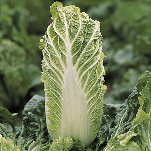 Chinese cabbage (half size)