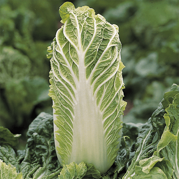 Cabbage Size Reference Chinese Cabbage Size
