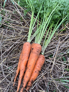 Carrots (tops included)