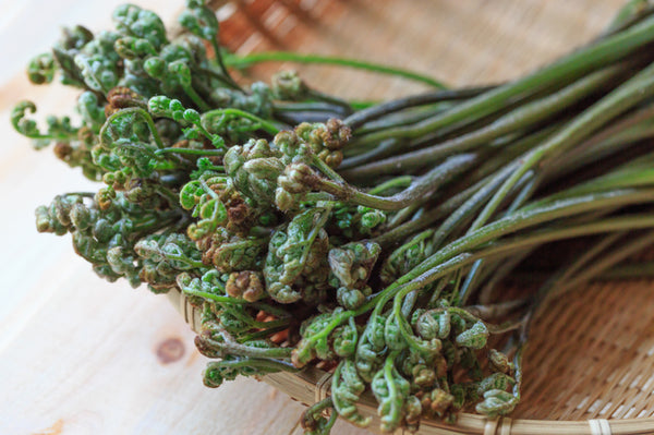 Bracken fern (warabi) – Kasamatsu Farms