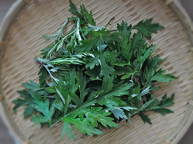 Japanese Mugwort (yomogi)