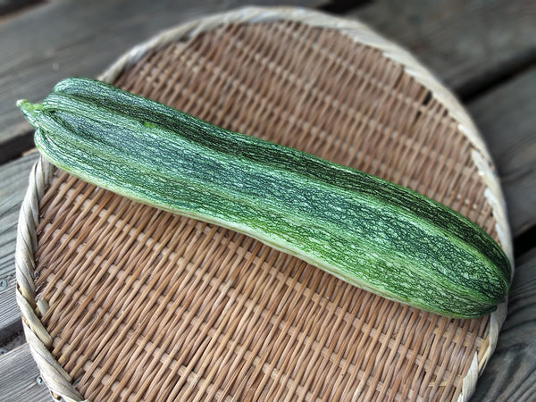 野菜 kokotan Zucchini Costata Romanesca & Cocozelle von Tripolis (heirloom